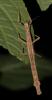 133421 – Photo : Duborget Robin – Guadeloupe