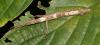 133422 – Photo : Duborget Robin – Guadeloupe