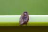 133690 – Photo : Vincent MATHEZ – France (74)