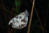 133341 – Photo : Vincent MATHEZ – France (74)