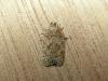133322 – Photo : jeromebubu – France (81)