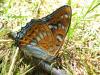 133049 – Photo : Cyrille Cagnasso – France (58)