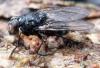 133061 – Photo : Guénael Hallart – France (02)