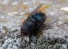 133279 – Photo : Guénael Hallart – France (02)