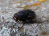 133282 – Photo : Guénael Hallart – France (02)