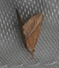 Hypena lividalis