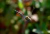 133729 – Photo : Michel Ehrhardt – France (58)