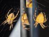 Araneus diadematus