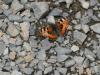 133112 – Photo : Pascal Beze – France (03)