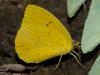 133285 – Photo : Christian Widmann – Brésil