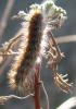 133811 – Photo : *Pascale* – France (06)
