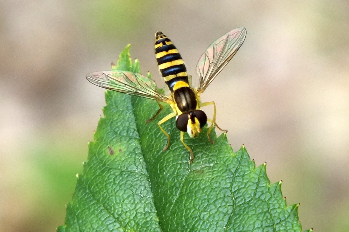 Nicolas Alric - Sphaerophoria sp. - réf. 133316 (1400 x 933 pixels, 198 ko)