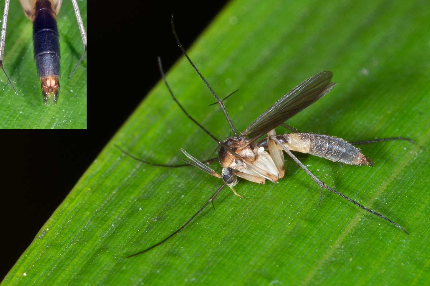 Eugène Vandebeulque - Exechia contaminata - réf. 133733 (1400 x 934 pixels, 100 ko)