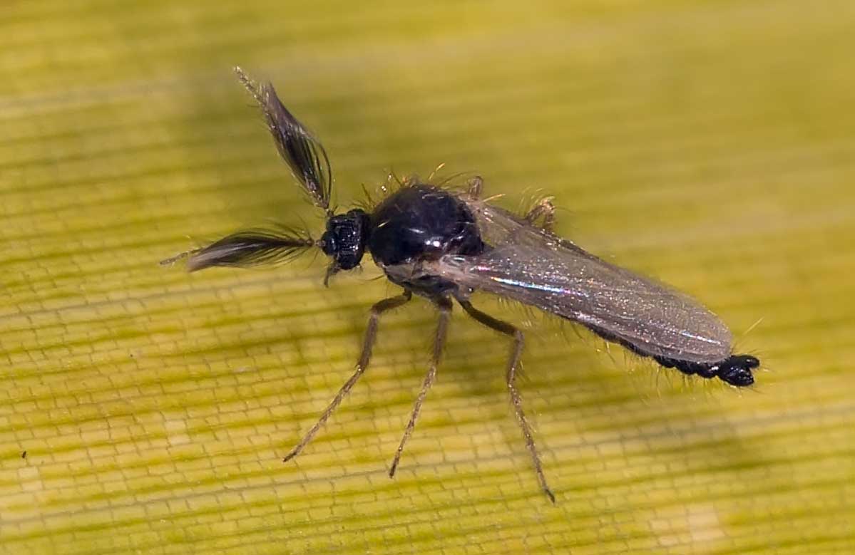 Eugène Vandebeulque - Forcipomyia sp. - réf. 133234 (1199 x 779 pixels, 55 ko)