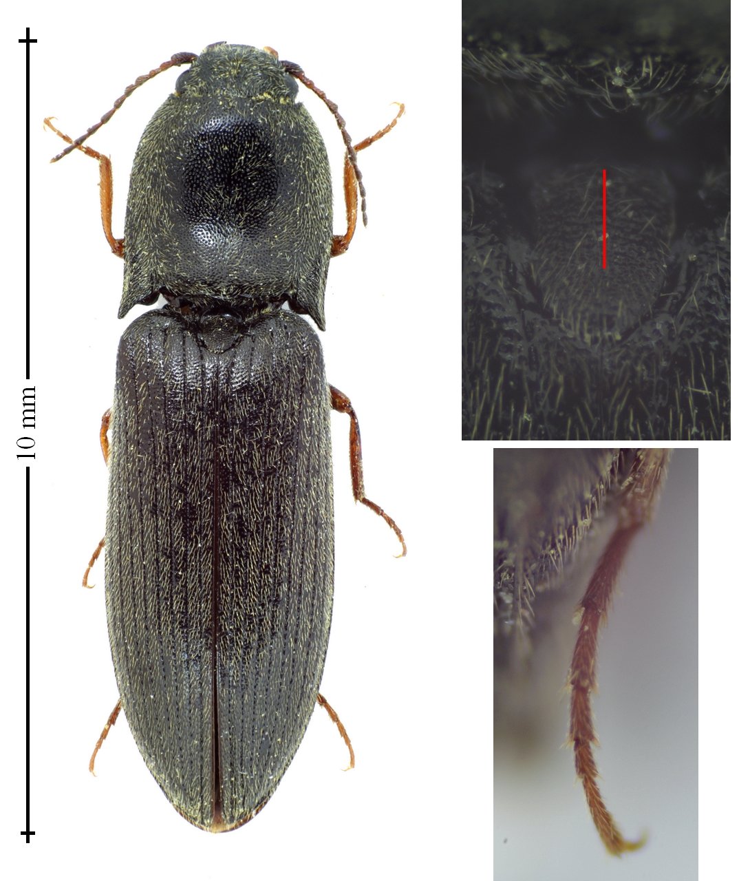 David Ignace - Athous sp. - réf. 133898 (1090 x 1280 pixels, 211 ko)