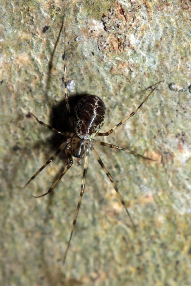 Liboupat - Drapetisca socialis - réf. 133034 (667 x 1000 pixels, 137 ko)