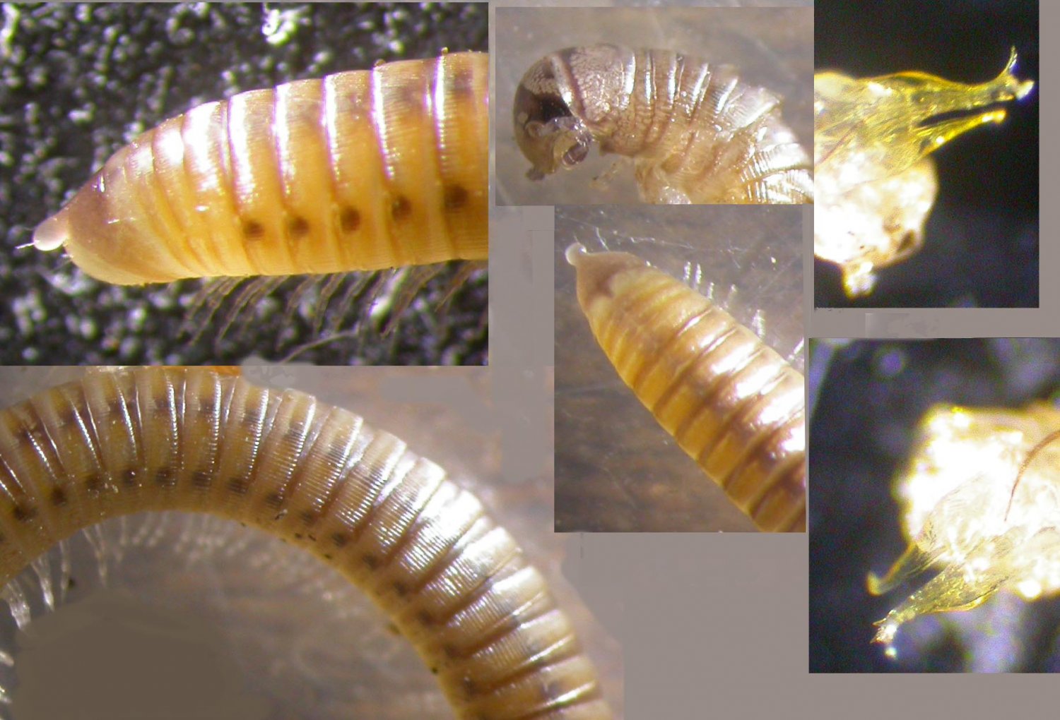 Réf. 133657 — DIPLOPODA > Julida > Julidae > Cylindroiulus punctatus ...