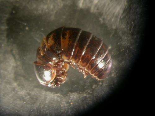Glomeris klugii