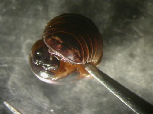 Glomeris klugii