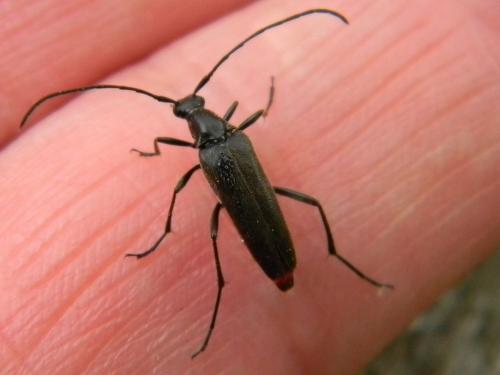 Rutpela nigra