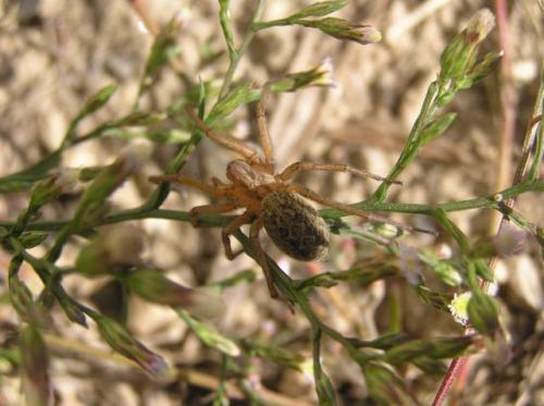 Eratigena agrestis