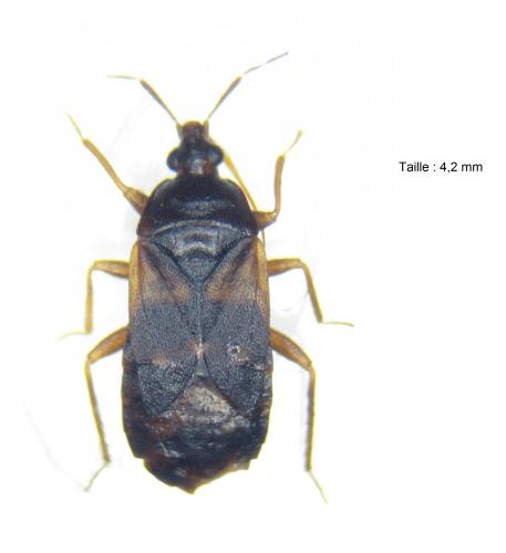 Lyctocoris dimidiatus