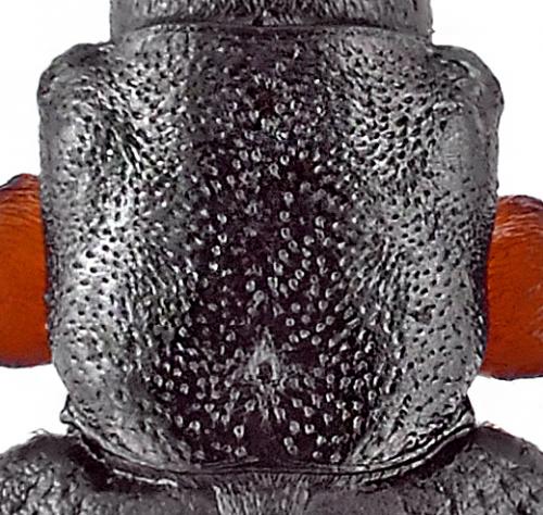 Réf. 134 268 : Plateumaris affinis