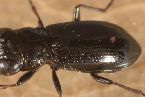 Réf. 134 388 : Notiophilus palustris