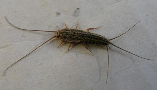 Réf. 134 464 : Ctenolepisma lineata