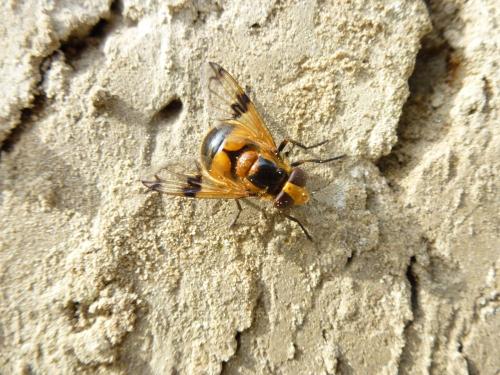 Volucella inflata