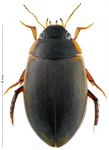 Agabus sturmii