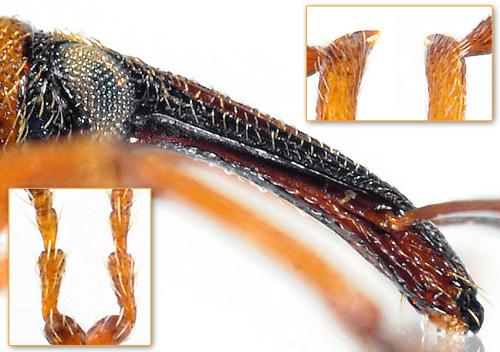 Réf. 134 799 : Dorytomus dejeani