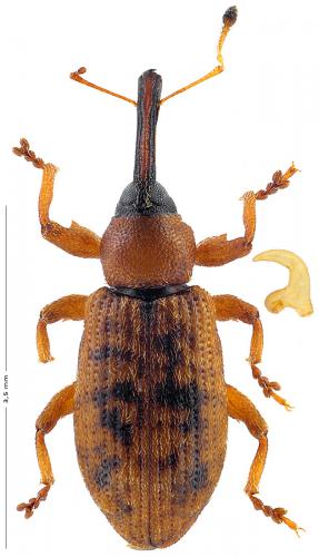 Dorytomus taeniatus