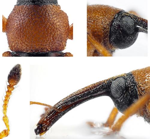 Réf. 134 938 : Dorytomus taeniatus