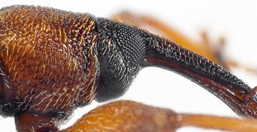 Réf. 134 862 : Dorytomus dejeani