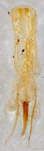 Dorytomus dejeani