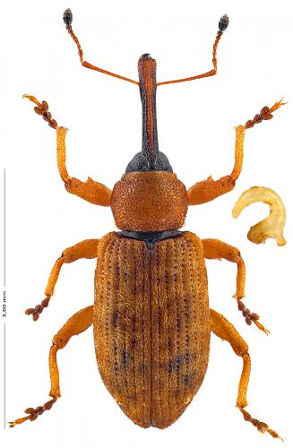 Dorytomus taeniatus