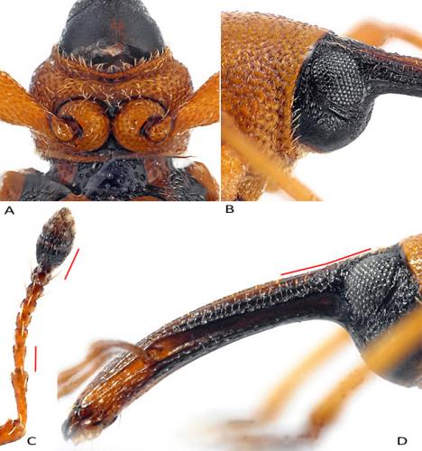 Réf. 134 909 : Dorytomus taeniatus