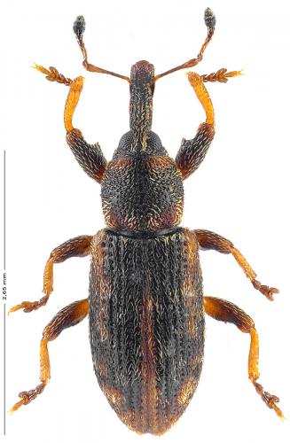 Dorytomus salicinus