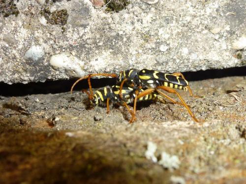 Plagionotus arcuatus