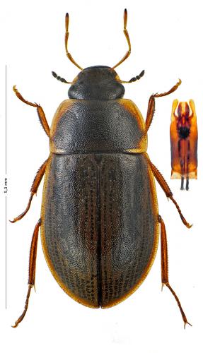 Helochares punctatus