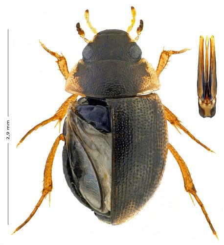 Réf. 134 764 : Laccobius minutus