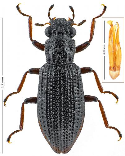 Hydrochus crenatus