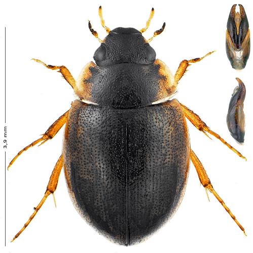 Laccobius striatulus