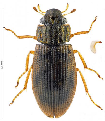 Helophorus sp.