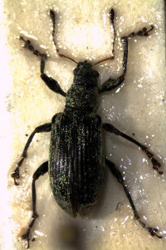 Réf. 134 999 : Polydrusus cervinus
