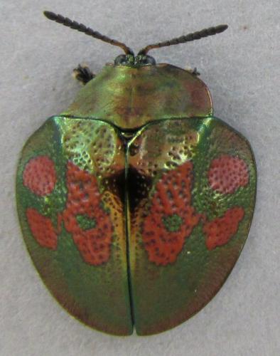 Stolas discoides
