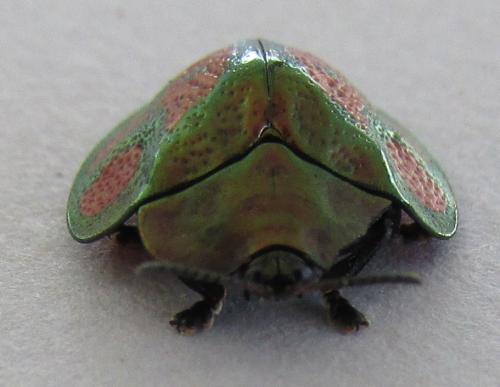 Stolas discoides