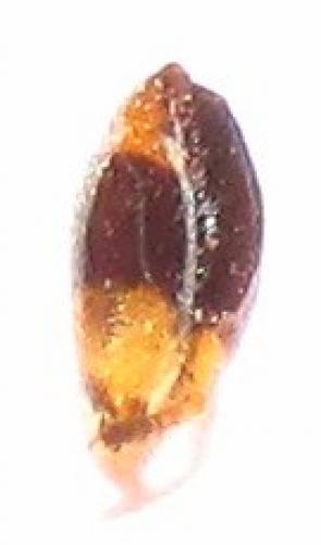 Réf. 134 983 : Richardia sp.