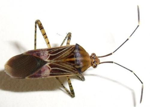 Hypselonotus sp.